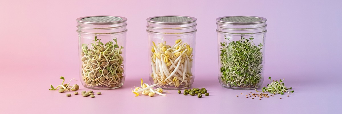 Germinados proteicos
